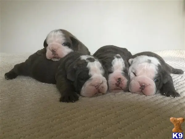 Old English Bulldog puppy for sale