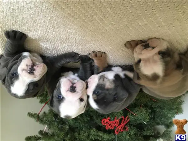 Old English Bulldog puppy for sale