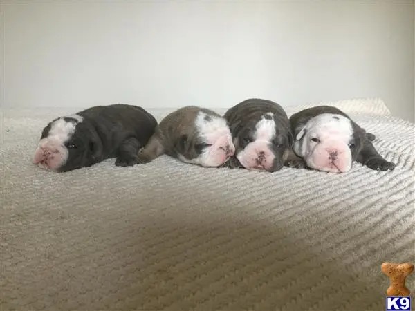 Old English Bulldog puppy for sale