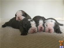 old english bulldog puppy posted by jjsbulldogges