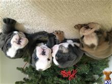 old english bulldog puppy posted by jjsbulldogges