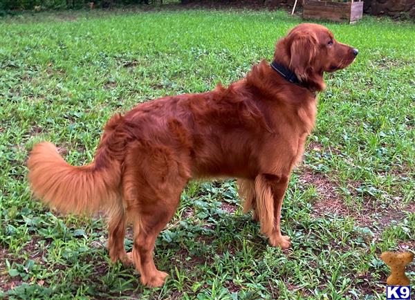 Golden Retriever