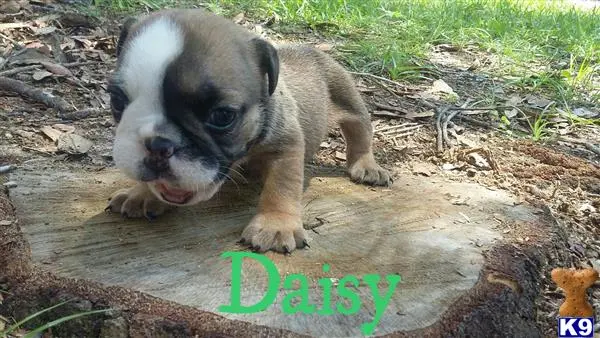 English Bulldog puppy for sale