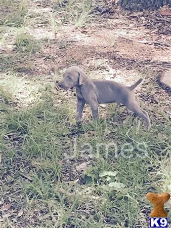 Weimaraner puppy for sale