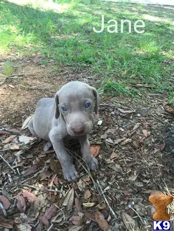 Weimaraner puppy for sale