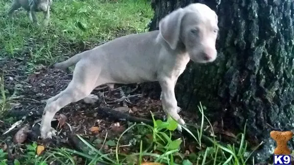 Weimaraner puppy for sale