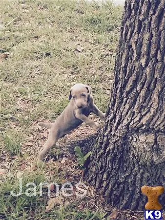 Weimaraner puppy for sale