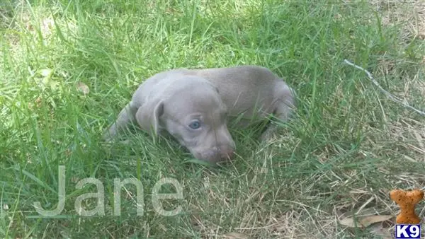 Weimaraner puppy for sale