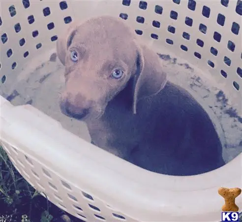 Weimaraner puppy for sale