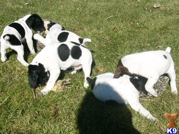 german shorthaired pointer puppies wisconsin german shorthaired pointer puppy for sale wi gsp puppies 8 years german shorthaired pointer puppies wisconsin german shorthaired pointer puppy for sale wi gsp puppies 8 years