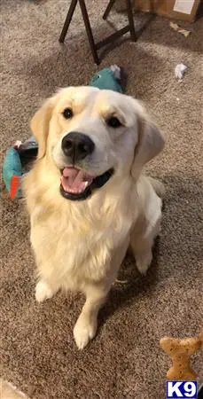 Golden Retriever stud dog