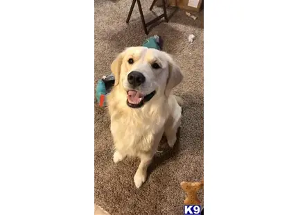 Golden Retriever