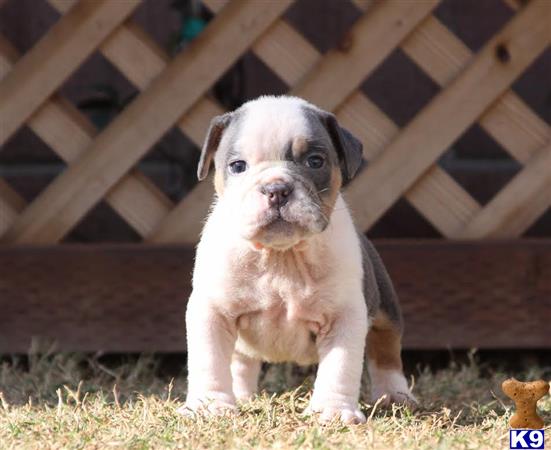 old english bulldog puppy posted by jl2545