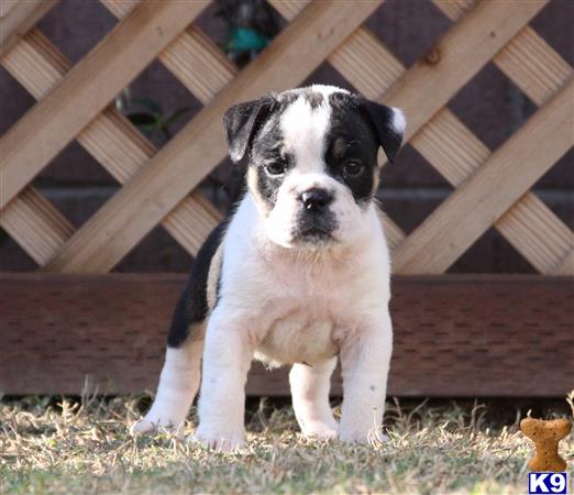 old english bulldog puppy posted by jl2545