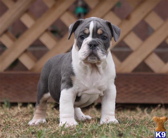 old english bulldog puppy posted by jl2545