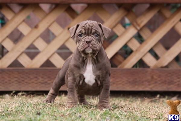 old english bulldog puppy posted by jl2545