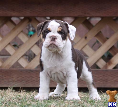 old english bulldog puppy posted by jl2545