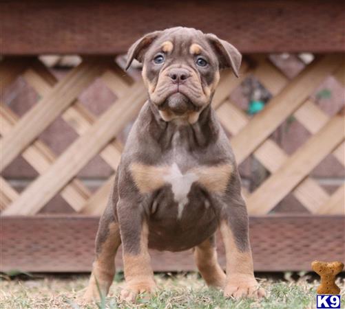old english bulldog puppy posted by jl2545