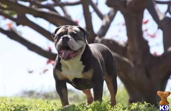 Old English Bulldog dog