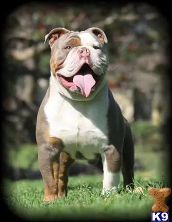 Old English Bulldog stud dog