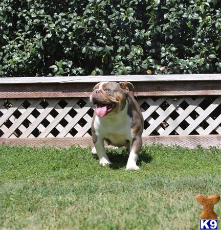 Old English Bulldog dog