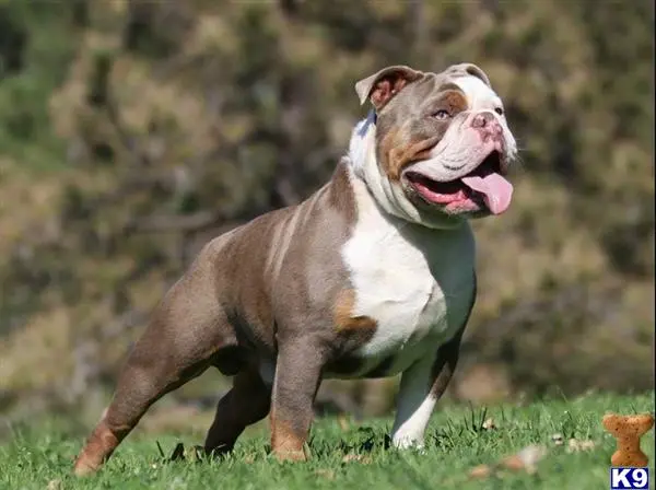 Old English Bulldog stud dog