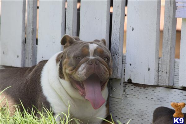 Old English Bulldog dog