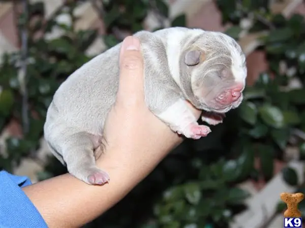 Old English Bulldog stud dog