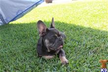 french bulldog puppy posted by jl2545