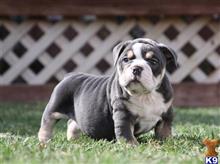 old english bulldog puppy posted by jl2545