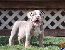 old english bulldog puppy posted by jl2545
