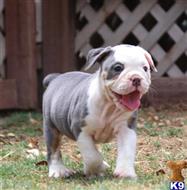 old english bulldog puppy posted by jl2545