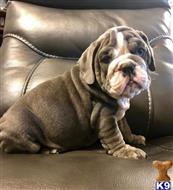 old english bulldog puppy posted by jl2545