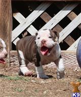 old english bulldog puppy posted by jl2545