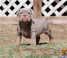 old english bulldog puppy posted by jl2545