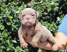 old english bulldog puppy posted by jl2545