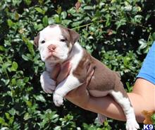 old english bulldog puppy posted by jl2545
