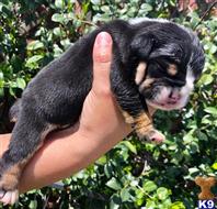 old english bulldog puppy posted by jl2545