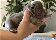 old english bulldog puppy posted by jl2545