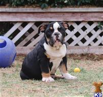 old english bulldog puppy posted by jl2545