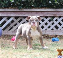 old english bulldog puppy posted by jl2545