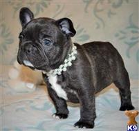 french bulldog puppy posted by jl4597090