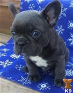 french bulldog puppy posted by jl4597090