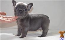 french bulldog puppy posted by jl4597090