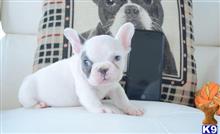 french bulldog puppy posted by jl4597090