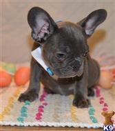 french bulldog puppy posted by jl4597090