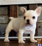 french bulldog puppy posted by jl4597090