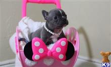 french bulldog puppy posted by jl4597090