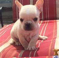 french bulldog puppy posted by jl4597090