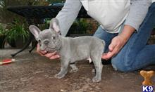 french bulldog puppy posted by jl4597090